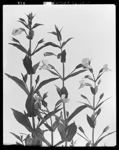 Mimulus ringens