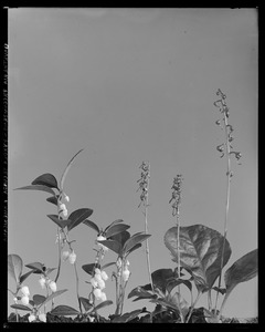 Moneses uniflora, Pyrola americana, Pyrola secunda