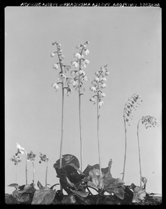 Moneses uniflora, Pyrola americana, Pyrola secunda