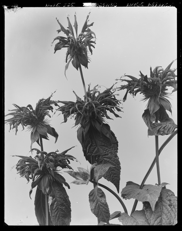 Monarda didyma