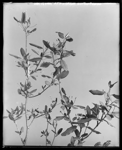 Nemopanthus mucronata