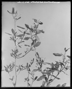 Nemopanthus mucronata