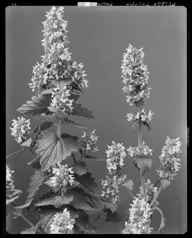 Nepeta cataria