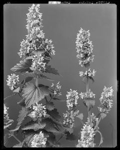 Nepeta cataria