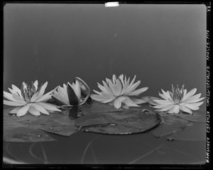 Nymphaea odorata