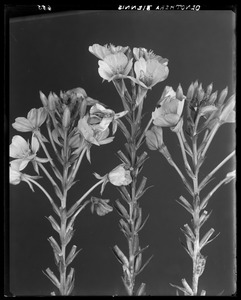 Oenothera biennis