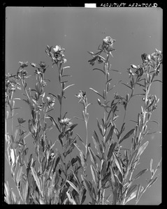 Oenothera fruticosa