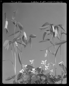 Oakesia sessilifolia, Viola