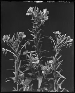 Oenothera biennis