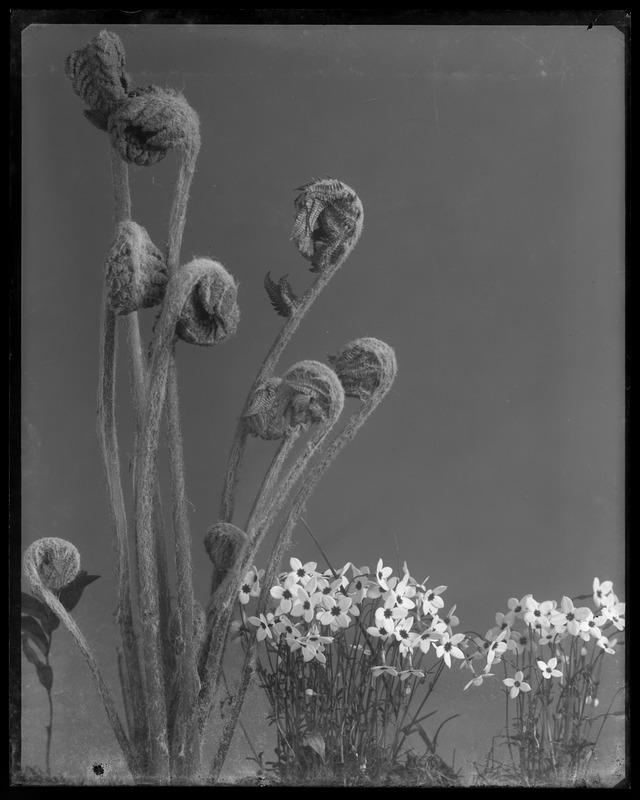 Onoclea struthiopteris, Houstonia caerulea