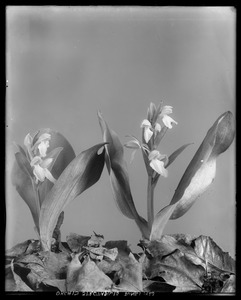 Orchis spectabilis