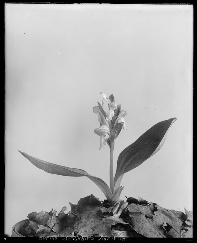 Orchis spectabilis