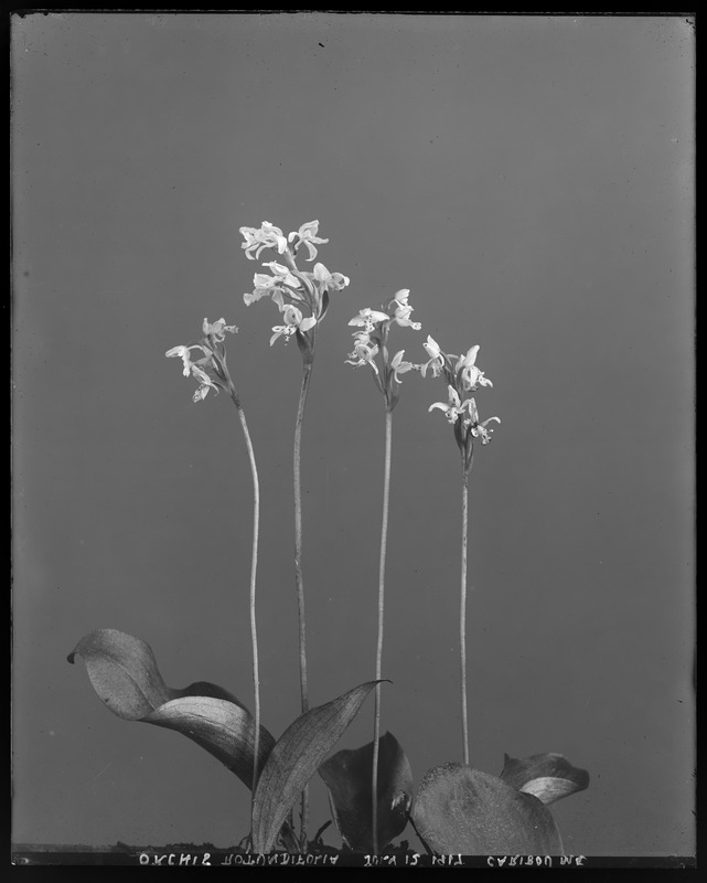 Orchis rotundifolia