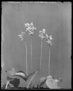 Orchis rotundifolia