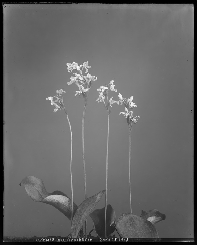 Orchis rotundifolia