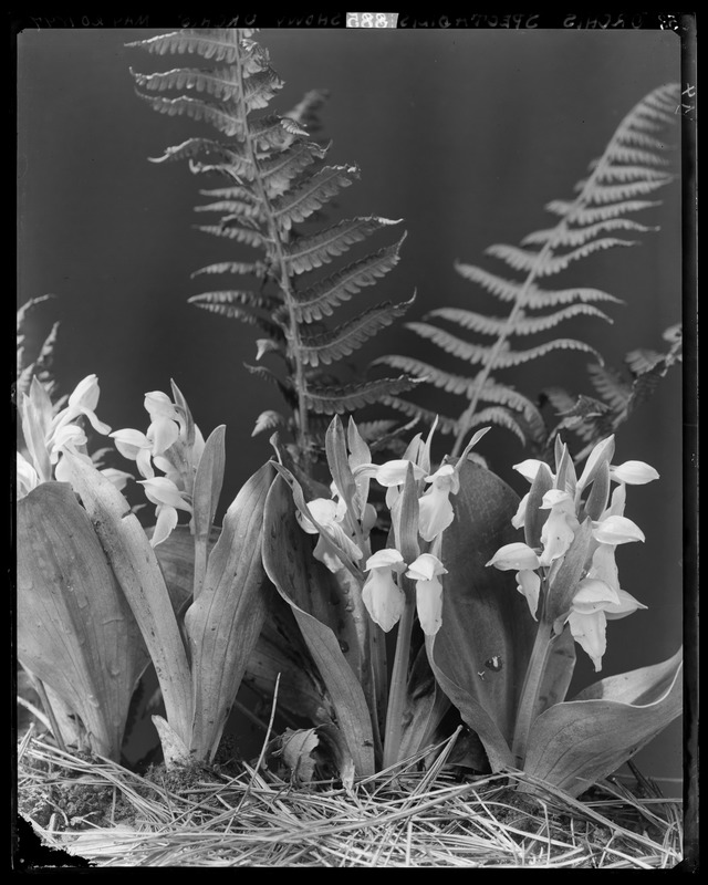 Orchis spectabilis