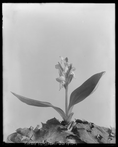 Orchis spectabilis