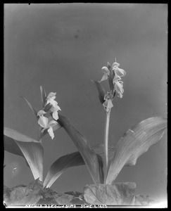 Orchis spectabilis