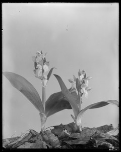 Orchis spectabilis