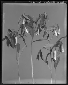 Oakesia sessilifolia