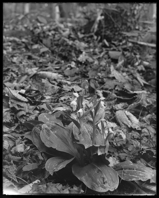 Orchis spectabilis