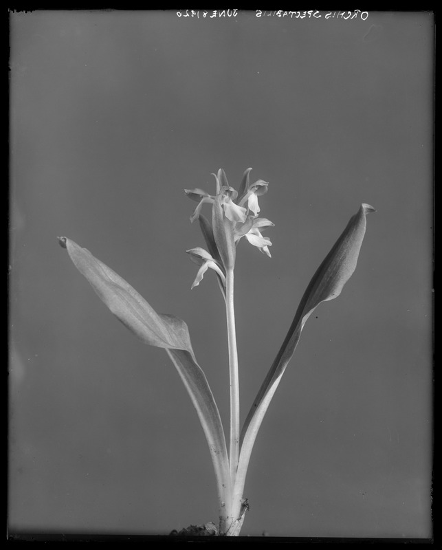 Orchis spectabilis