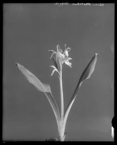 Orchis spectabilis