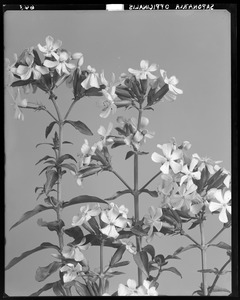 Saponaria officinalis