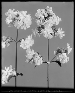 Saponaria officinalis