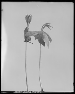 Pogonia affinis