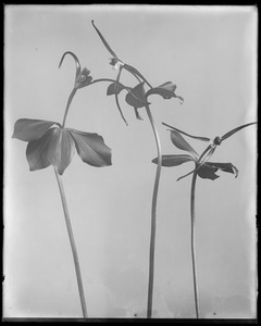 Pogonia verticillata