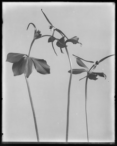 Pogonia verticillata