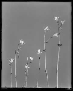 Pogonia trianthophora