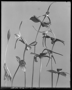 Pogonia verticillata