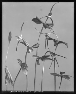 Pogonia verticillata