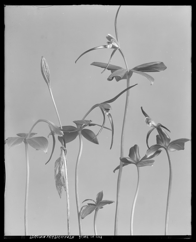 Pogonia verticillata