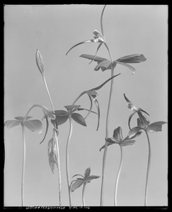 Pogonia verticillata