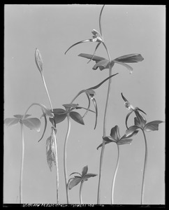 Pogonia verticillata