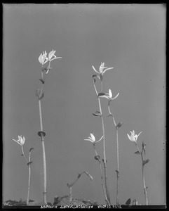 Pogonia trianthophora
