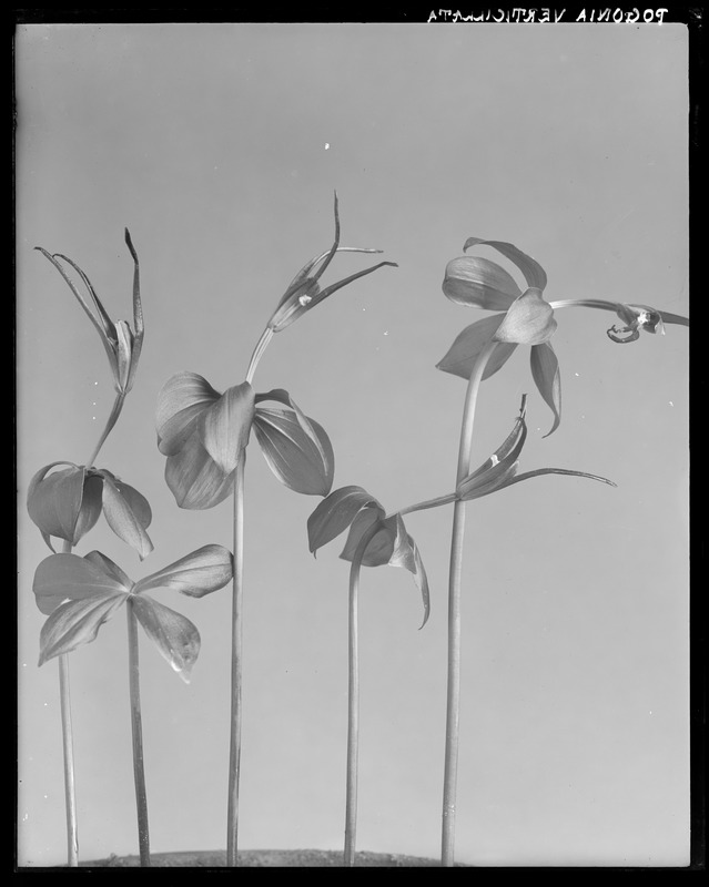 Pogonia verticillata