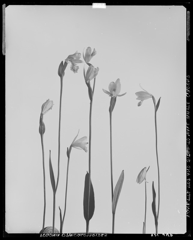 Pogonia ophioglossoides