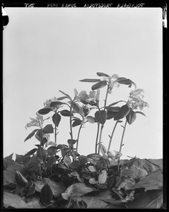 Polygala paucifolia
