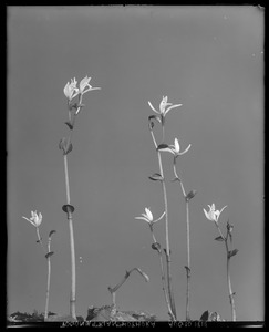 Pogonia trianthophora