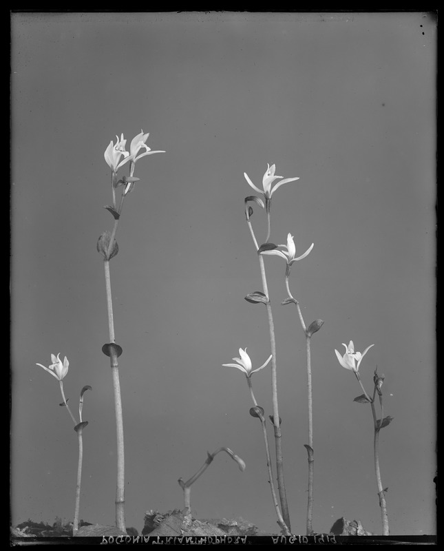 Pogonia trianthophora