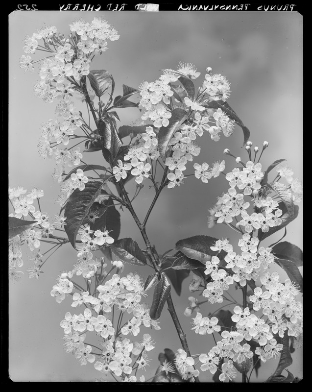 Prunus pensylvanica