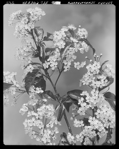 Prunus pensylvanica