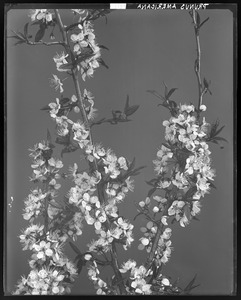 Prunus americana