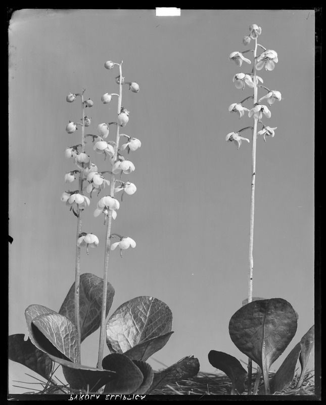 Pyrola americana - Digital Commonwealth