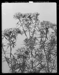 Pycnanthemum lanceolatum
