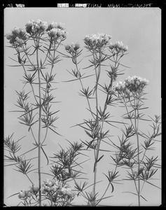 Pycnanthemum linifolium